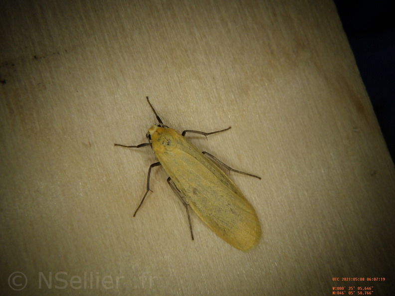 Chasse Aux Papillons - Chizé - 08-05-2021 - Piège04 - Eilema sororcula (69).JPG