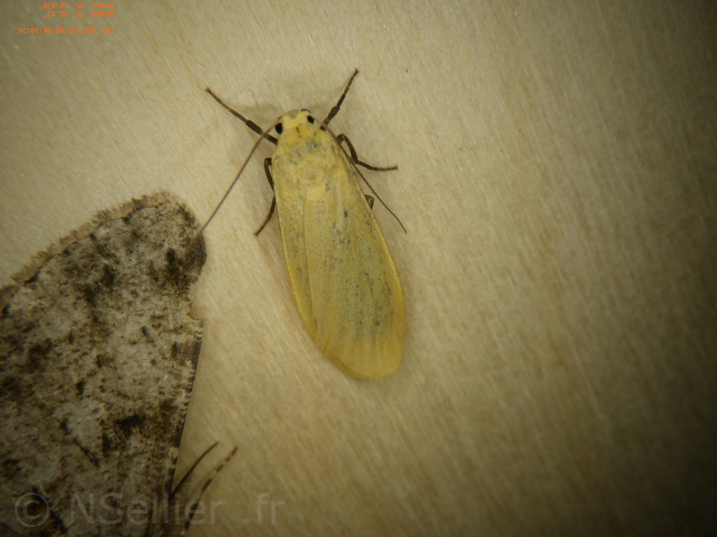 Chasse Aux Papillons - Chizé - 08-05-2021 - Piège04 - Eilema sororcula (70).JPG