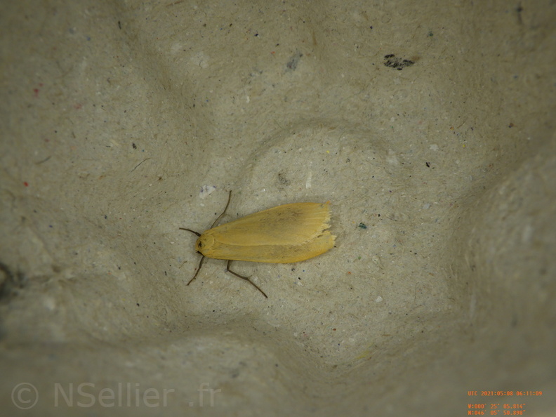 Chasse Aux Papillons - Chizé - 08-05-2021 - Piège04 - Eilema sororcula (73).JPG