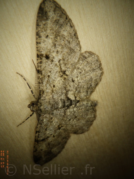 Chasse Aux Papillons - Chizé - 08-05-2021 - Piège04 - Peribatodes rhomboidaria (72).JPG