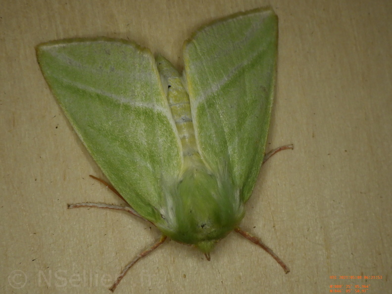 Chasse Aux Papillons - Chizé - 08-05-2021 - Piège04 - Pseudoips prasinanus (68).JPG