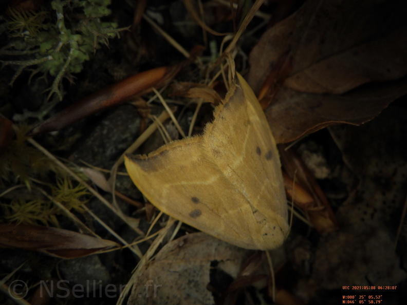 Chasse Aux Papillons - Chizé - 08-05-2021 - Piège04 - Watsonalla binaria (85).JPG