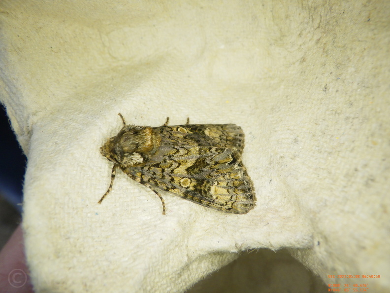 Chasse Aux Papillons - Chizé - 08-05-2021 - Piège05 - Craniophora ligustri (7).JPG