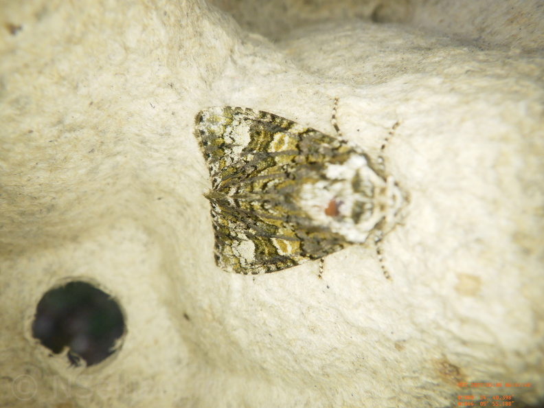 Chasse Aux Papillons - Chizé - 08-05-2021 - Piège05 - Craniophora ligustri (8).JPG