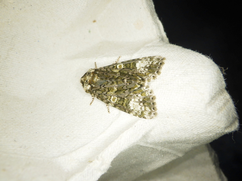 Chasse Aux Papillons - Chizé - 08-05-2021 - Piège05 - Craniophora ligustri (9).JPG