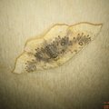 Cyclophora lennigiaria