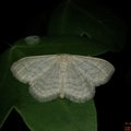 Idaea subsericeata
