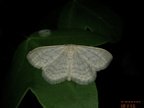 Idaea subsericeata