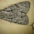 Acronicta sp.