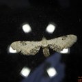 Eupithecia centaureata