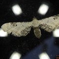 Eupithecia centaureata