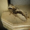 Egira conspicillaris
