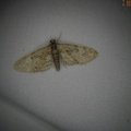 Eupithecia abbreviata