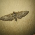 Eupithecia abbreviata