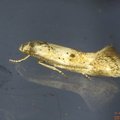 Elachista sp.