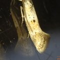 Elachista sp.