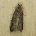 Pammene germmana