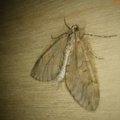 Thera obeliscata