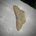 Idaea humiliata