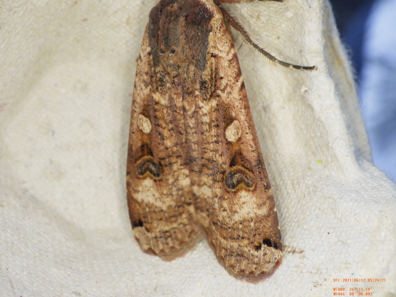 Chasse Aux Papillons - Chizé - 24-04-2021 - P1 - Noctua pronuba (144).JPG