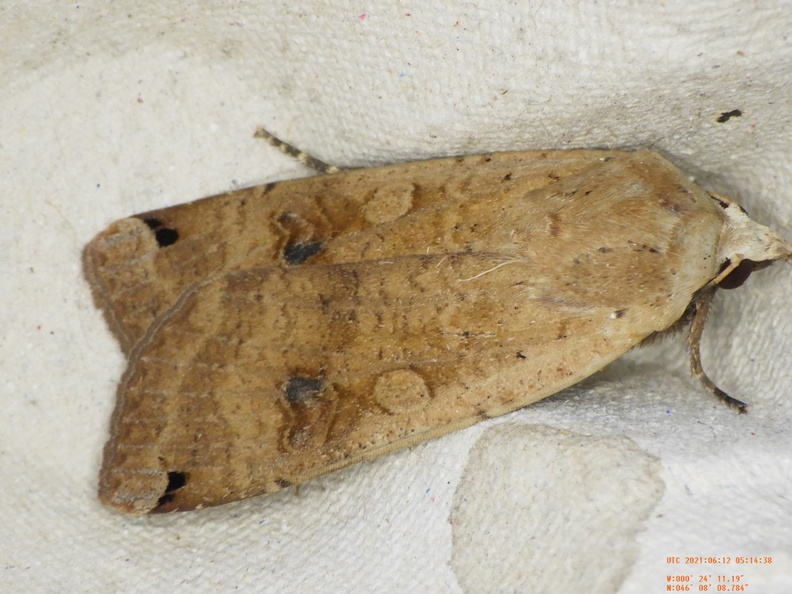 Chasse Aux Papillons - Chizé - 24-04-2021 - P1 - Noctua pronuba (146).JPG