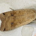 Noctua pronuba