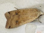 Noctua pronuba