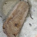 Noctua pronuba