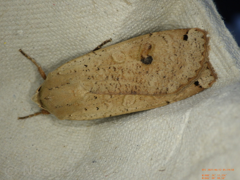 Chasse Aux Papillons - Chizé - 24-04-2021 - P1 - Noctua pronuba (150).JPG