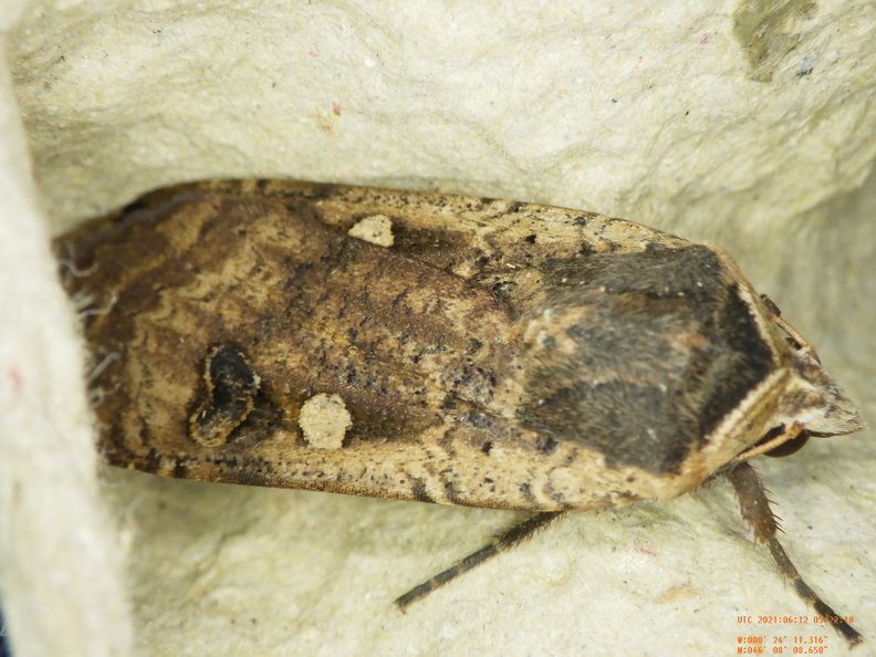 Chasse Aux Papillons - Chizé - 24-04-2021 - P1 - Noctua pronuba (152).JPG
