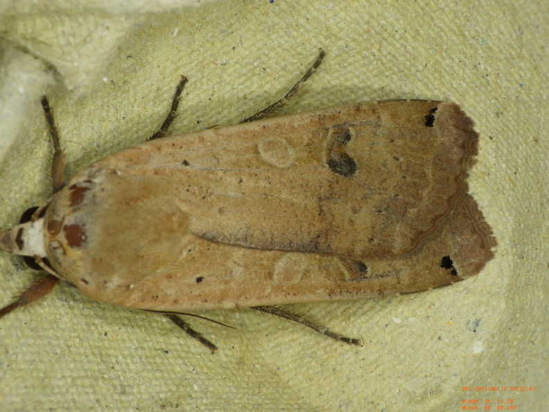 Chasse Aux Papillons - Chizé - 24-04-2021 - P1 - Noctua pronuba (153).JPG