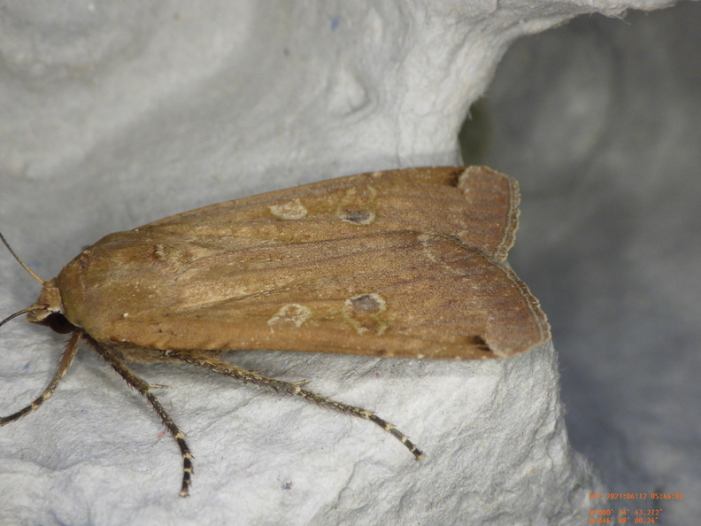 Chasse Aux Papillons - Chizé - 24-04-2021 - P2 - Noctua pronuba (34).JPG