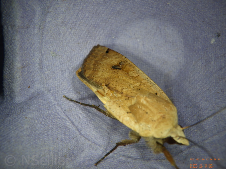 Chasse Aux Papillons - Chizé - 24-04-2021 - P6 - Noctua pronuba (35).JPG
