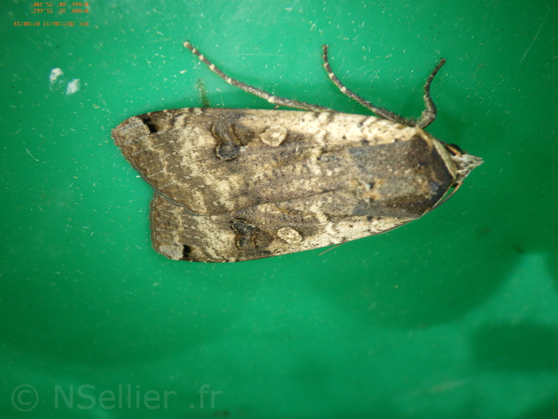Chasse Aux Papillons - Chizé - 24-04-2021 - P6 - Noctua pronuba (37).JPG