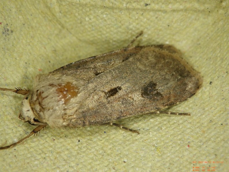 Agrotis exclamationis