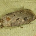 Agrotis exclamationis