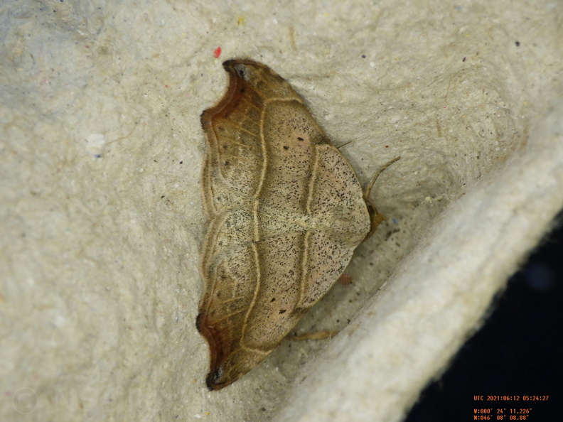 Chasse Aux Papillons - Chizé - 24-04-2021 - P1 - Laspeyria flexula (145).JPG