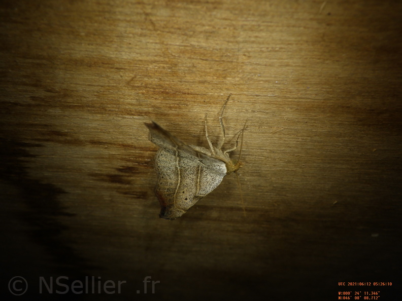Chasse Aux Papillons - Chizé - 24-04-2021 - P1 - Laspeyria flexula (146).JPG