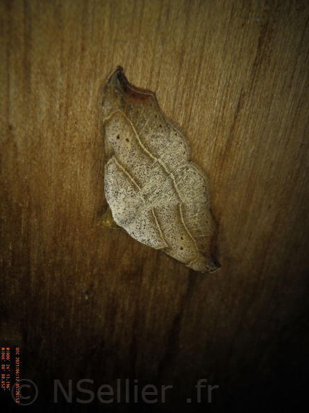 Chasse Aux Papillons - Chizé - 24-04-2021 - P1 - Laspeyria flexula (147).JPG