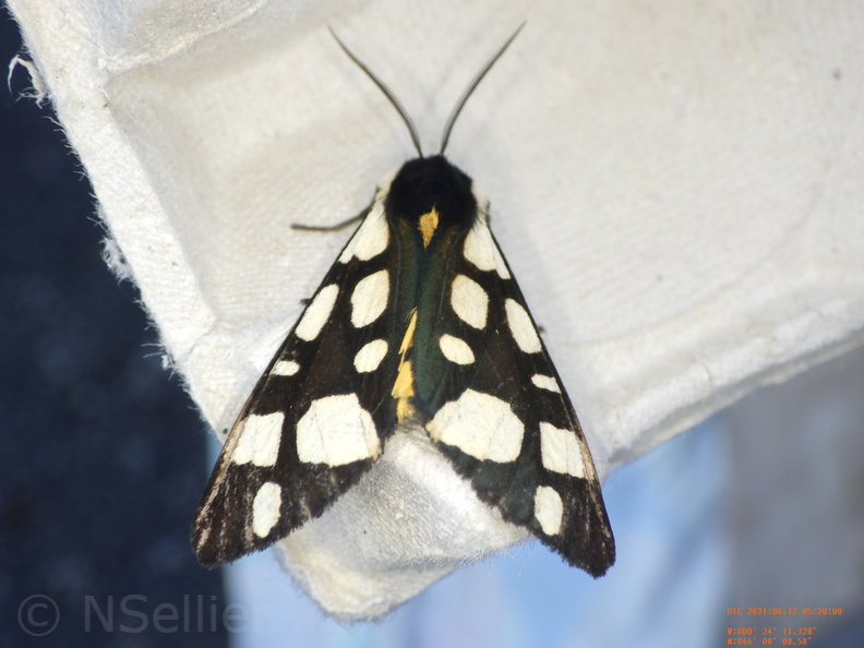 Chasse Aux Papillons - Chizé - 24-04-2021 - P1 - Arctia villica (128).JPG