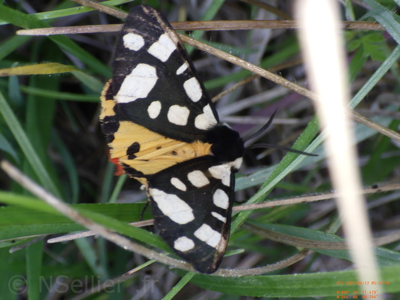 Chasse Aux Papillons - Chizé - 24-04-2021 - P1 - Arctia villica (163).JPG