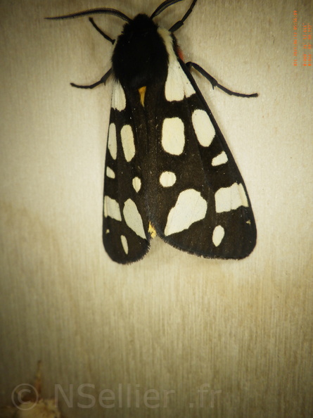 Chasse Aux Papillons - Chizé - 24-04-2021 - P2 - Arctia villica (68).JPG