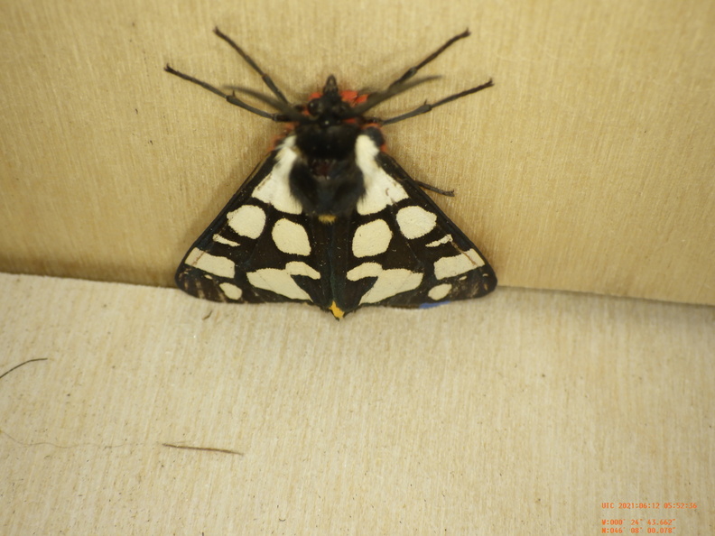 Chasse Aux Papillons - Chizé - 24-04-2021 - P2 - Arctia villica (69).JPG