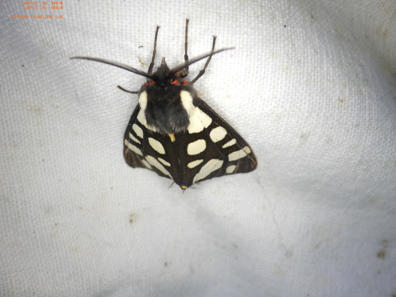 Chasse Aux Papillons - Chizé - 24-04-2021 - P3 - Arctia villica (36).JPG