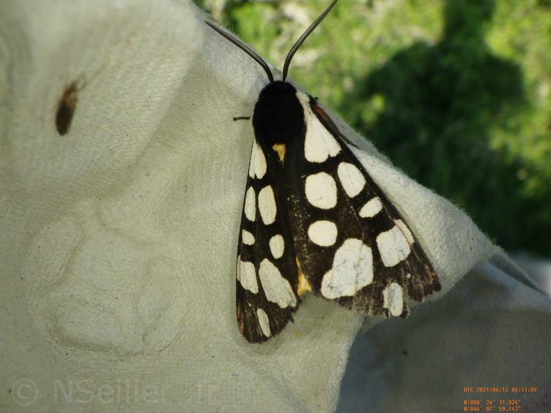 Chasse Aux Papillons - Chizé - 24-04-2021 - P3 - Arctia villica (37).JPG