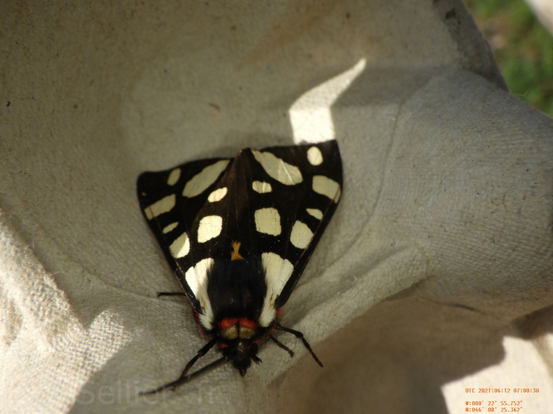 Chasse Aux Papillons - Chizé - 24-04-2021 - P6 - Arctia villica (40).JPG