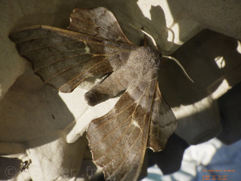 Chasse Aux Papillons - Chizé - 24-04-2021 - P6 - Laothoe populi (24).JPG