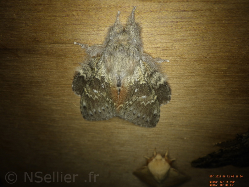 Chasse Aux Papillons - Chizé - 24-04-2021 - P1 - Stauropus fagi (153).JPG
