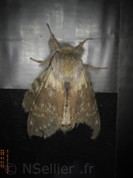 Chasse Aux Papillons - Chizé - 24-04-2021 - P1 - Stauropus fagi (154).JPG