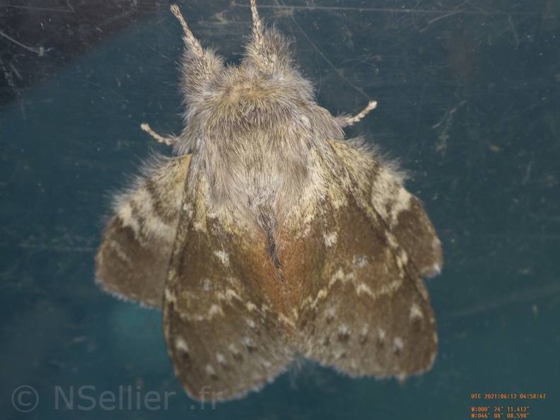 Chasse Aux Papillons - Chizé - 24-04-2021 - P1 - Stauropus fagi (155).JPG